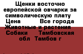 Щенки восточно европейской овчарки за символическую плату › Цена ­ 250 - Все города Животные и растения » Собаки   . Тамбовская обл.,Тамбов г.